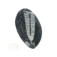 thumb-Orthoceras Fossiel geslepen Nr 28 - 45 gram-9