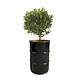 Barrelkings Barrel planter, Flowerbox 60 Liter metal oildrum Barrelkings Barrel planter, Flowerbox 60 Liter metal oildrum