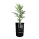 Barrelkings Barrel planter, Flowerbox 60 Liter metal oildrum Barrelkings Barrel planter, Flowerbox 60 Liter metal oildrum