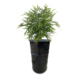 Barrelkings Industrieel metalen plantenbak 120 L olievat zwart Barrelkings Industrieel metalen plantenbak 120 L olievat zwart