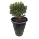 Barrelkings Industrieel metalen plantenbak 120 L olievat zwart Barrelkings Industrieel metalen plantenbak 120 L olievat zwart