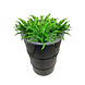 Barrelkings Industrieel metalen plantenbak 120 L olievat zwart Barrelkings Industrieel metalen plantenbak 120 L olievat zwart