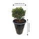 Barrelkings Industrieel metalen plantenbak 120 L olievat zwart Barrelkings Industrieel metalen plantenbak 120 L olievat zwart