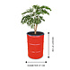 Barrelkings Barrel planter, Flowerbox 200 L Red oildrum with grout tub Barrelkings Barrel planter, Flowerbox 200 L Red oildrum with grout tub