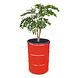 Barrelkings Barrel planter, Flowerbox 200 L Red oildrum with grout tub Barrelkings Barrel planter, Flowerbox 200 L Red oildrum with grout tub