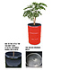 Barrelkings Barrel planter, Flowerbox 200 L Red oildrum with grout tub Barrelkings Barrel planter, Flowerbox 200 L Red oildrum with grout tub