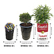 Barrelkings Campbell's Soup retro- industrieel 200 L plantenbak Barrelkings Campbell's Soup retro- industrieel 200 L plantenbak