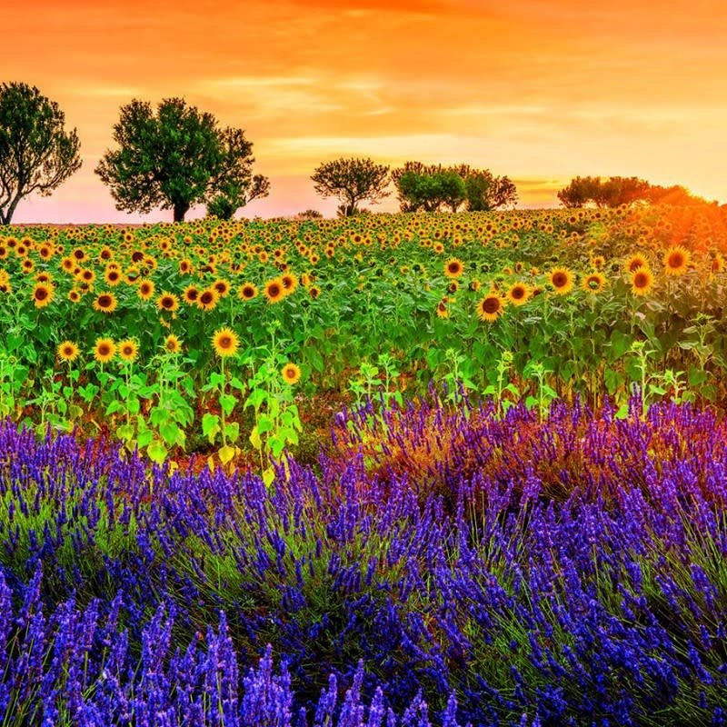 Educa 1500pcs - Field of Sunflowers & Lavender Puzzle