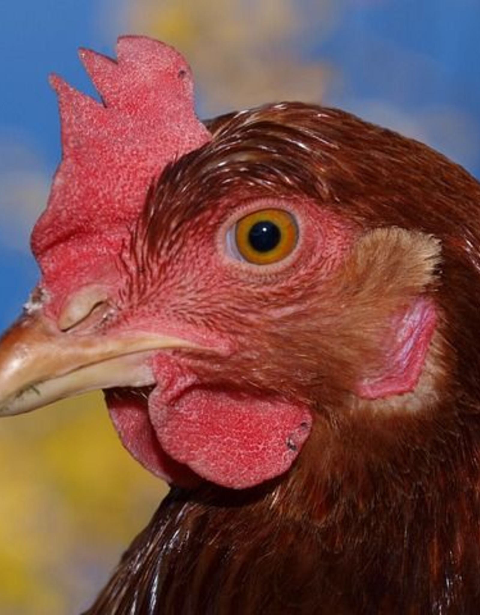 Brimex Biobest Bloedluis bij kippen bestrijden