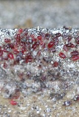 Brimex Biobest Bloedluis bij kippen bestrijden