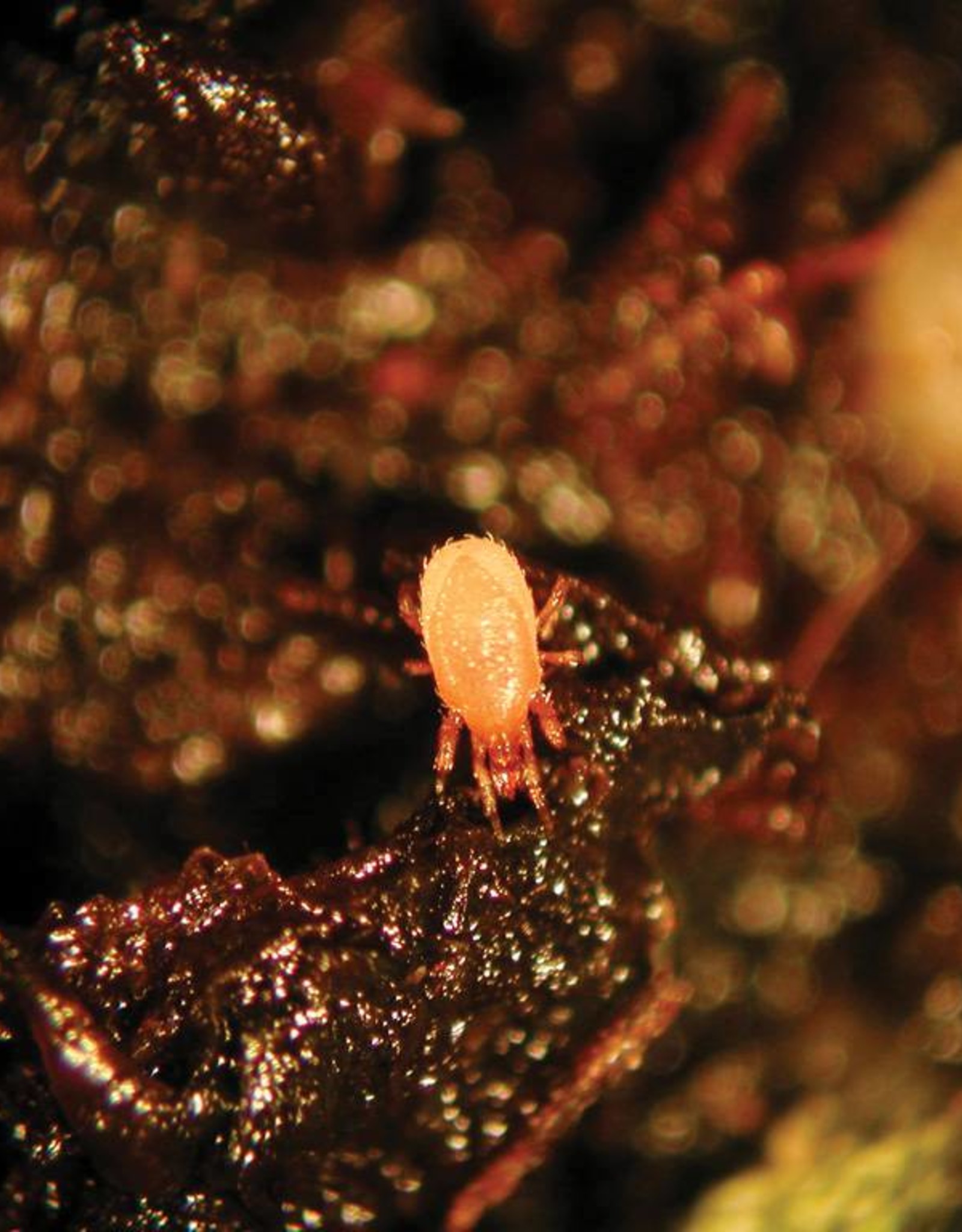 Brimex Biobest Bloedluis bij kippen bestrijden