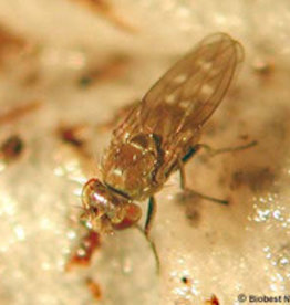 Brimex Biobest Oevervlieg bestrijden met roofkevers