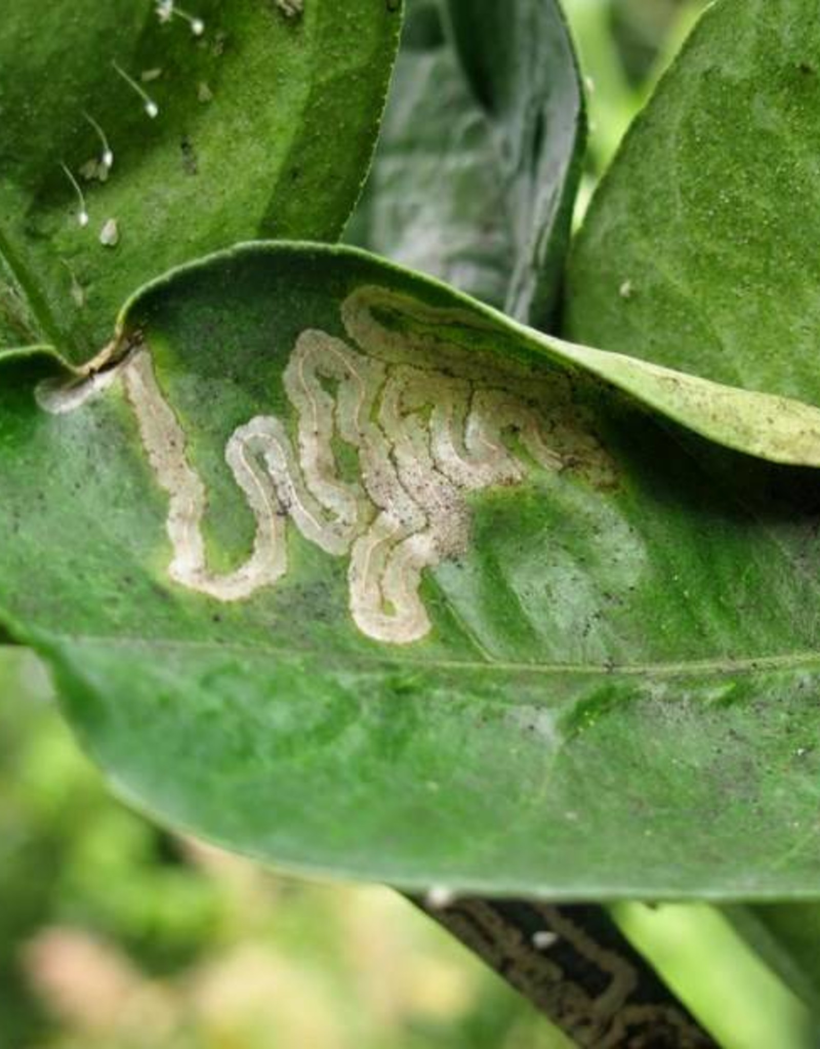 Brimex Biobest Mineervlieg bestrijden met sluipwesp Diglyphus Isaea