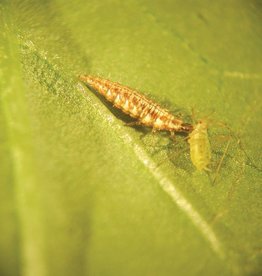 Brimex Biobest Chrysopa system