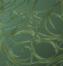 Brimex Biobest Nemafence®-Green system