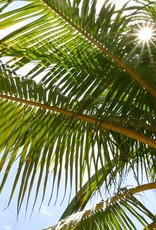 Brimex Biobest Aaltjes Brimex Palma-Life Steinernema carpocapsae