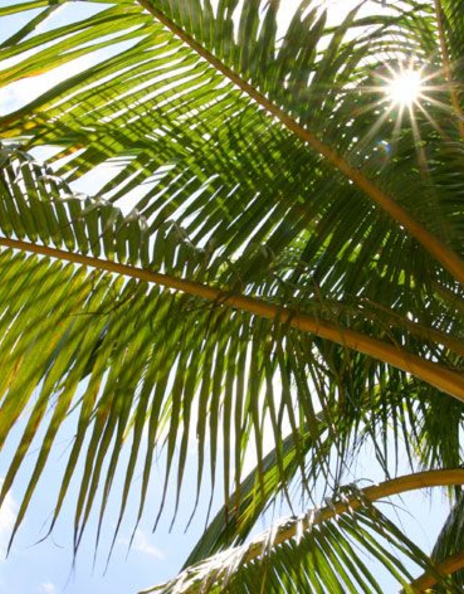 Brimex Biobest Aaltjes Brimex Palma-Life Steinernema carpocapsae