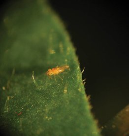 Brimex Biobest Eretmocerus system