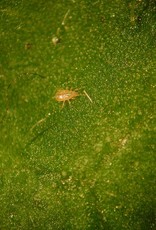 Brimex Biobest Roofmijt  Amblyseius cucumeris breeding stystem