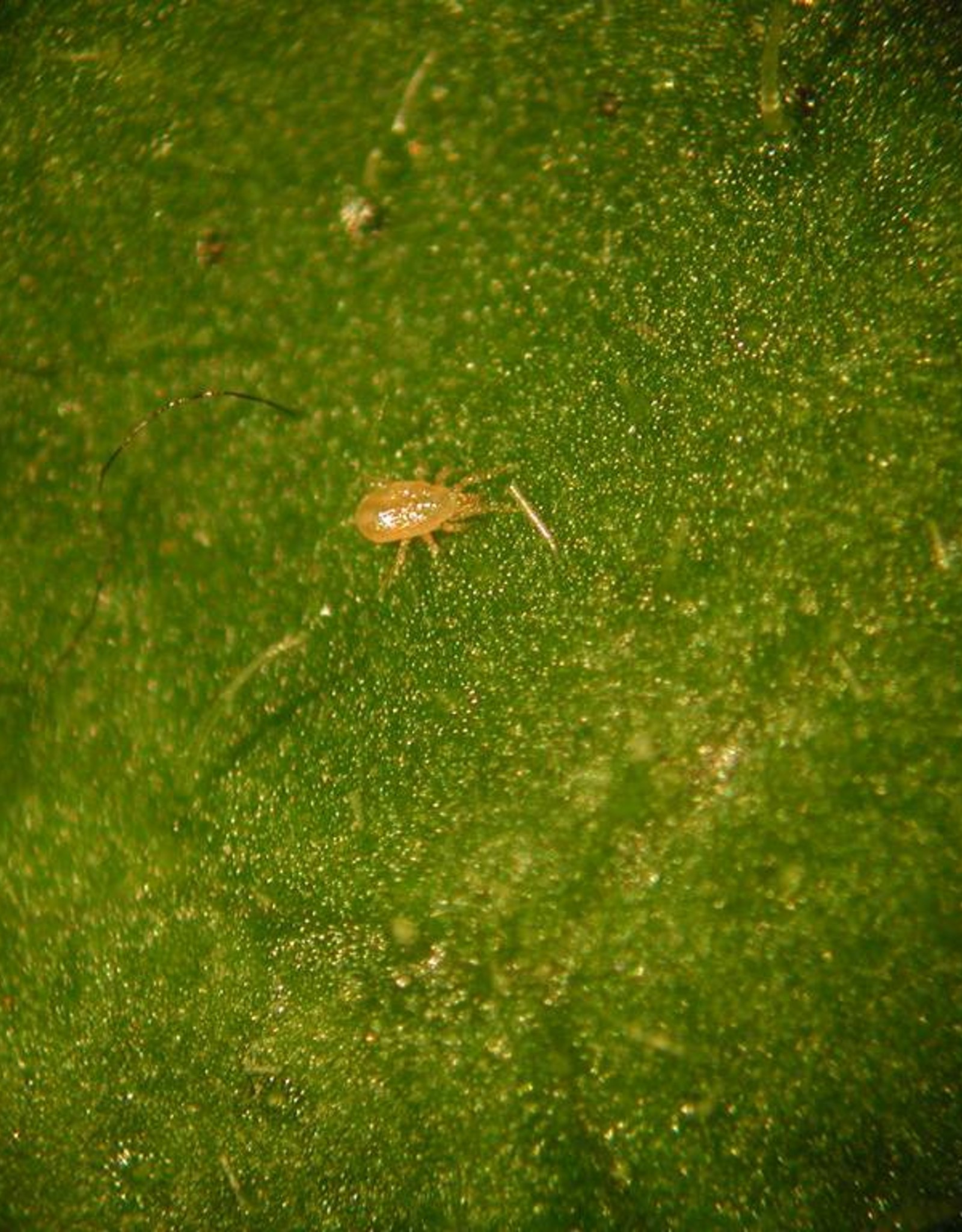 Brimex Biobest Roofmijt  Amblyseius cucumeris breeding stystem