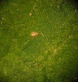 Brimex Biobest Cucumeris Breeding System