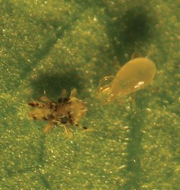 Brimex Biobest Andersoni Breeding System