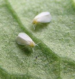 Brimex Biobest Witte vlieg haarden bestrijden met lieveheersbeestje