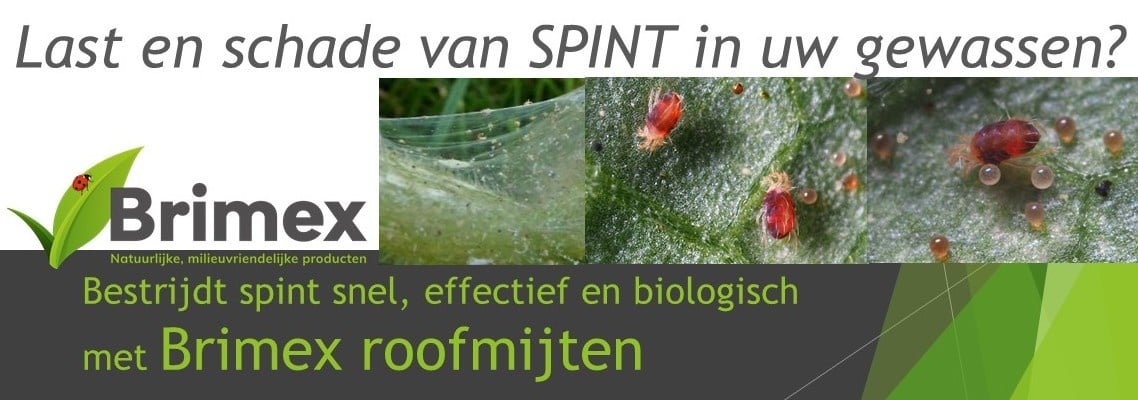 Last van spint in uw gewassen?