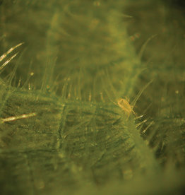 Brimex Biobest Californicus Breeding System