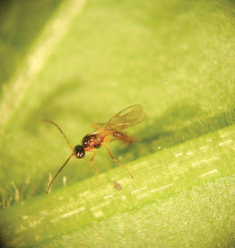Brimex Biobest Aphidius system