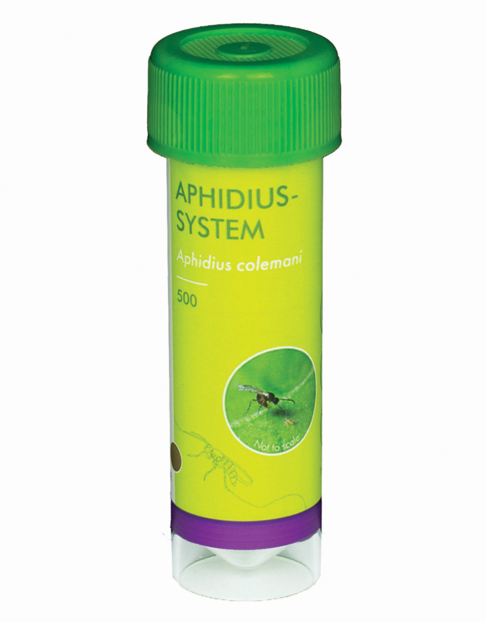 Brimex Biobest Aphidius System sluipwesp voor bestrijding bladluis, katoenluis en perzikluis