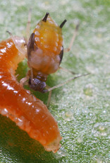 Brimex Biobest Galmug Brimex Aphidoletes aphidimyza Aphidoletes system