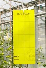 Brimex Biobest Brimex Bug Scan vangstrook geel 25 X 10 cm  20 stuks