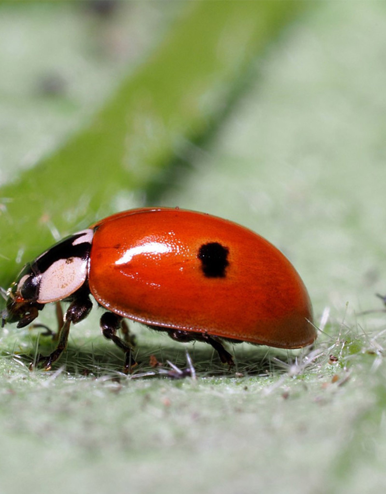 Brimex Biobest Lieveheersbeestje Adalia  bipunctata system