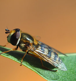 Brimex Biobest Eupeodes-System