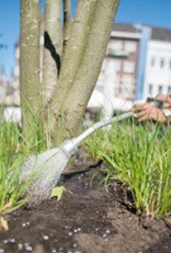 Innogreen Greenfields® zorgt voor groei, kleur, activering van slapende ogen en zorgt voor gezonde groei.