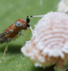 Brimex Biobest Anagyrus system