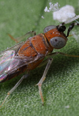 Brimex Biobest Anagyrus System sluipwesp voor bestrijding van wolluis