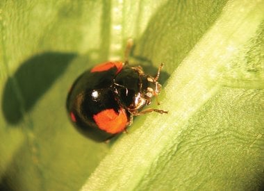 Nuttige insecten en mijten