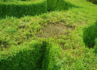 Buxus schimmel