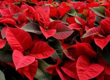 Poinsettia Kerstster