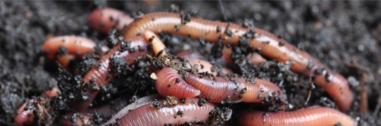 Adviseren Overleg Bedachtzaam Regenwormen mix inzet van wormen voor bodemverbetering - Brimex