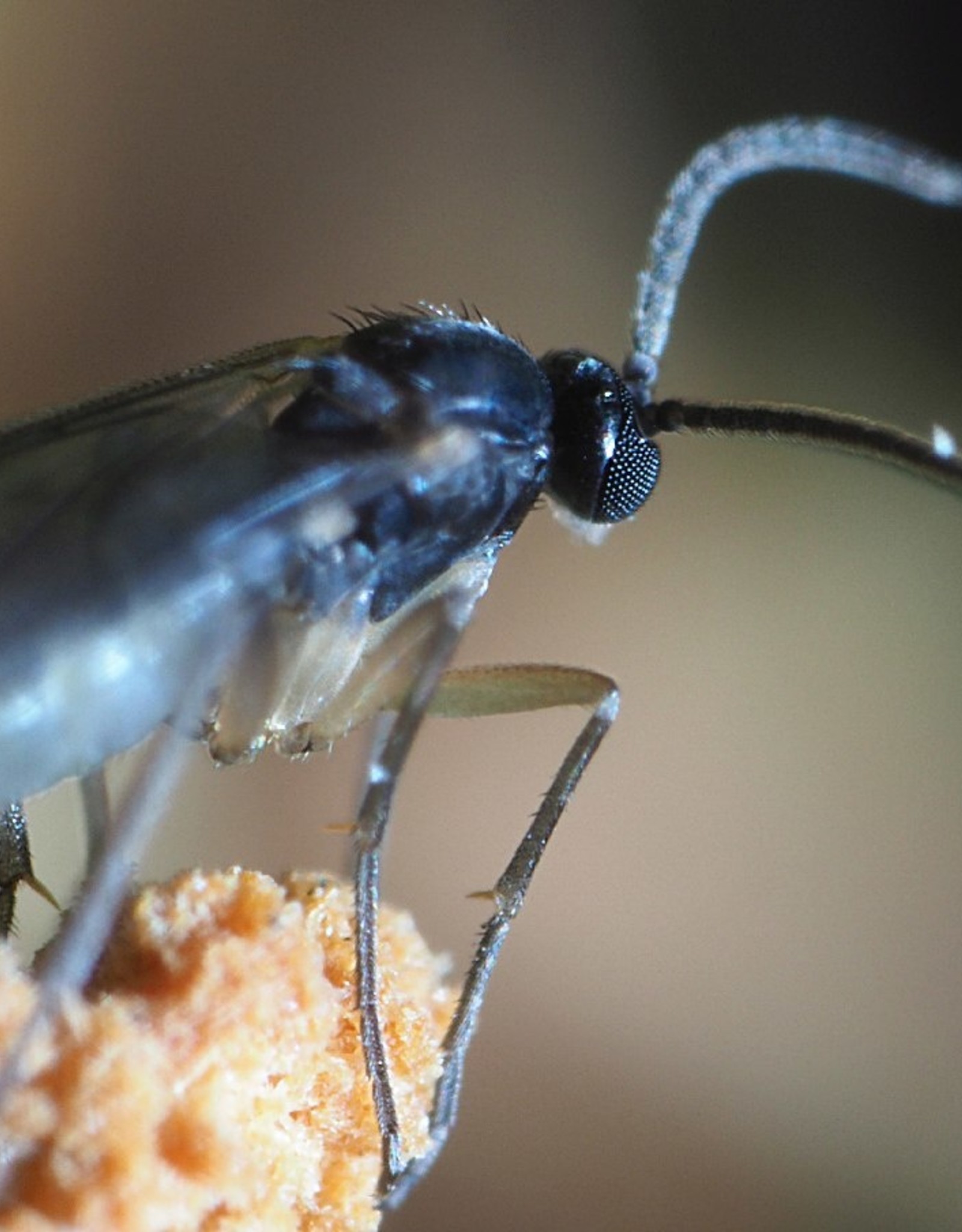 Brimex Biobest Varenrouwmug bestrijden met nematoden