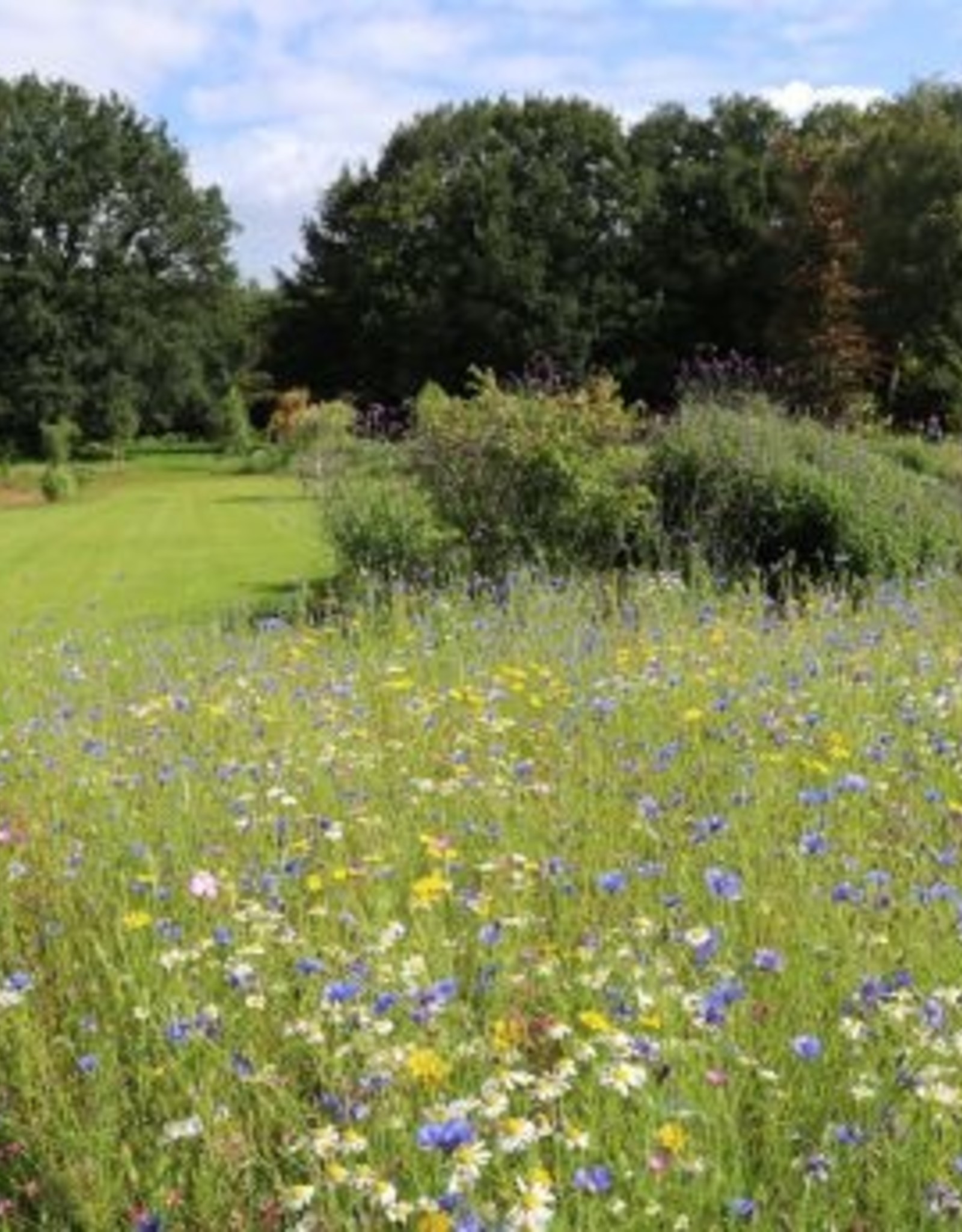 Advanta Advanta veldbloemen 2 kleurrijk meerjarig 2-3 jaar 50-100 Cm