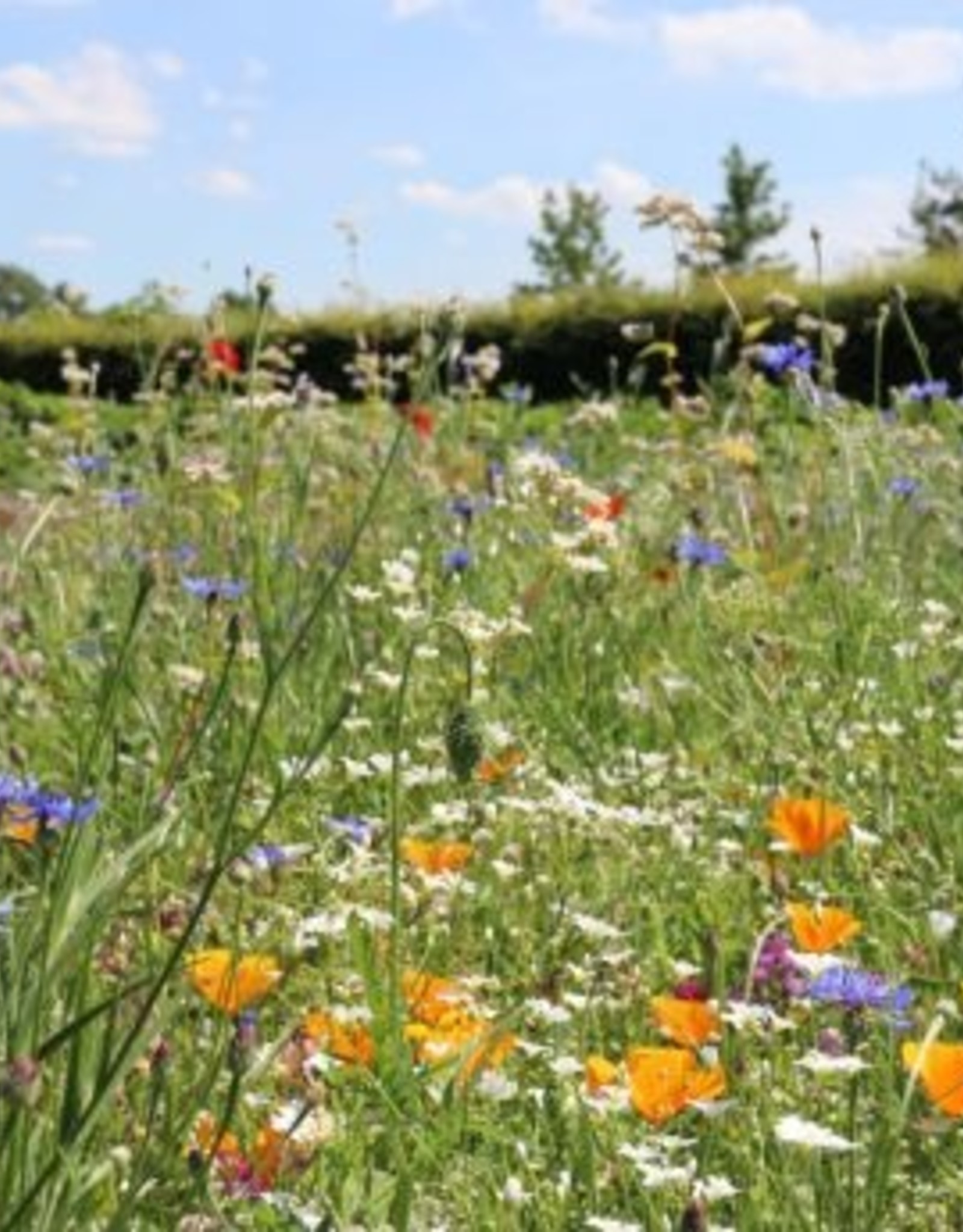 Advanta Advanta veldbloemen 2 kleurrijk meerjarig 2-3 jaar 50-100 Cm