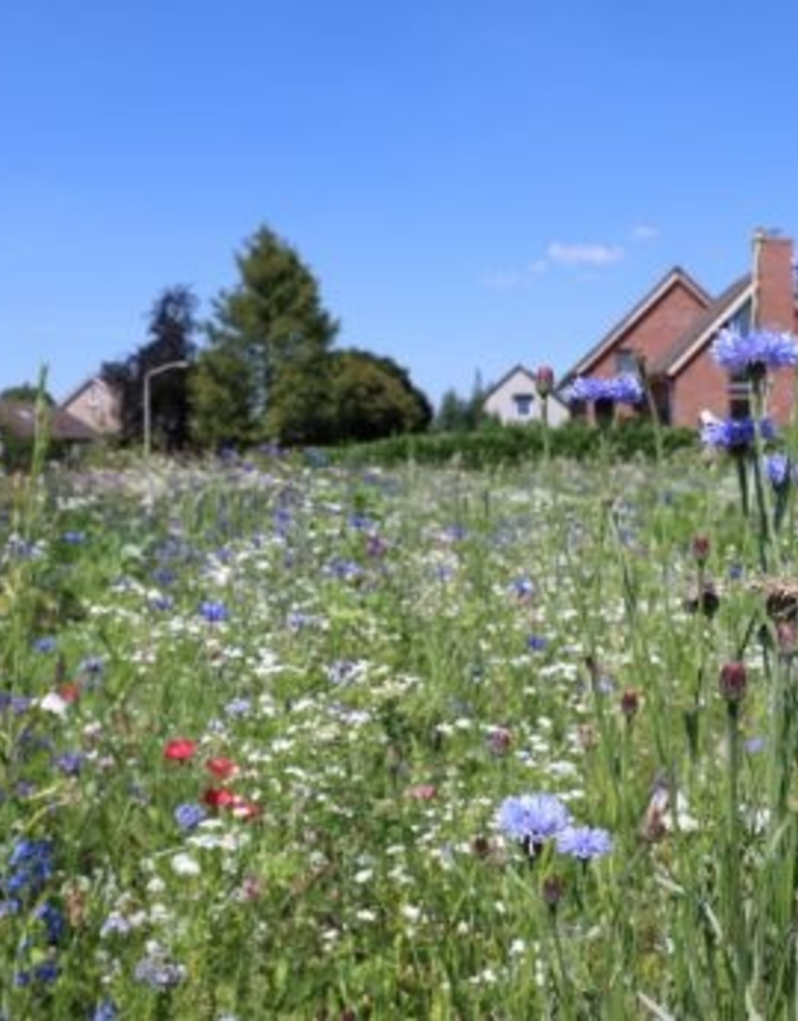 Advanta Advanta veldbloemen 2 kleurrijk meerjarig 2-3 jaar 50-100 Cm