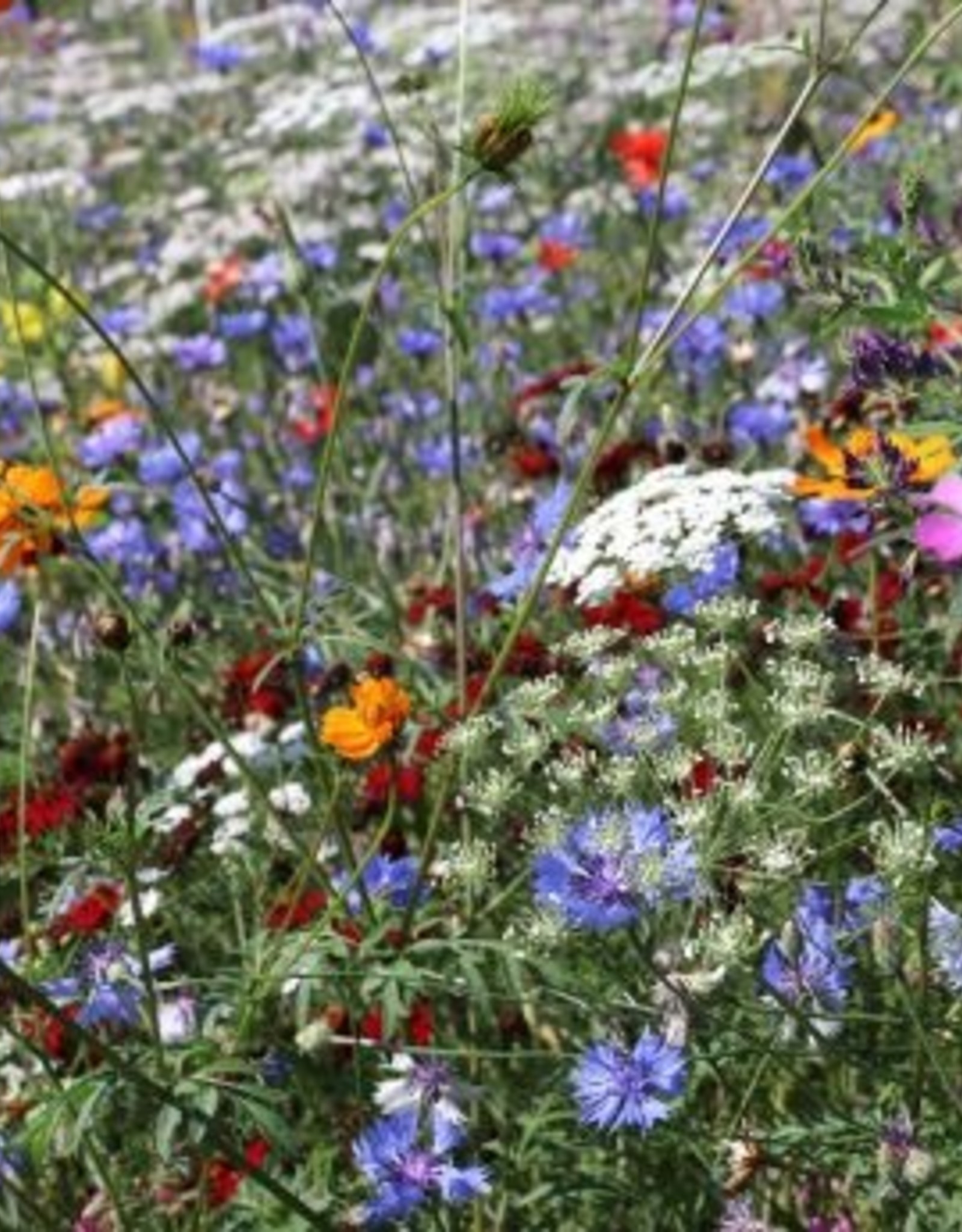 Advanta Advanta veldbloemen 2 kleurrijk meerjarig 2-3 jaar 50-100 Cm