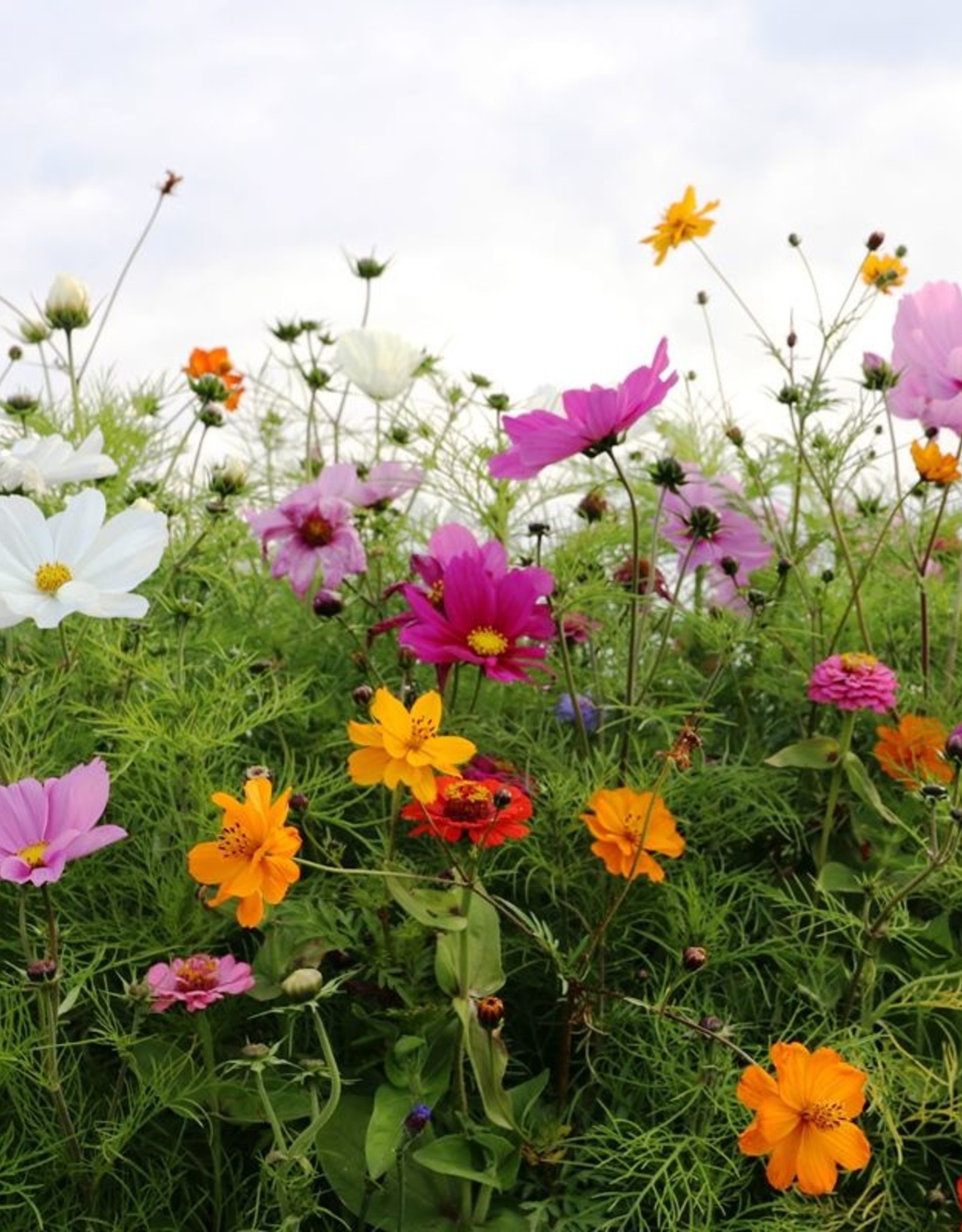 Advanta Advanta Aurora kleurrijk éénjarig 50-100 Cm lange bloeiperiode