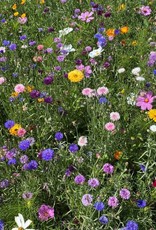 Advanta Advanta Aurora kleurrijk éénjarig 50-100 Cm lange bloeiperiode