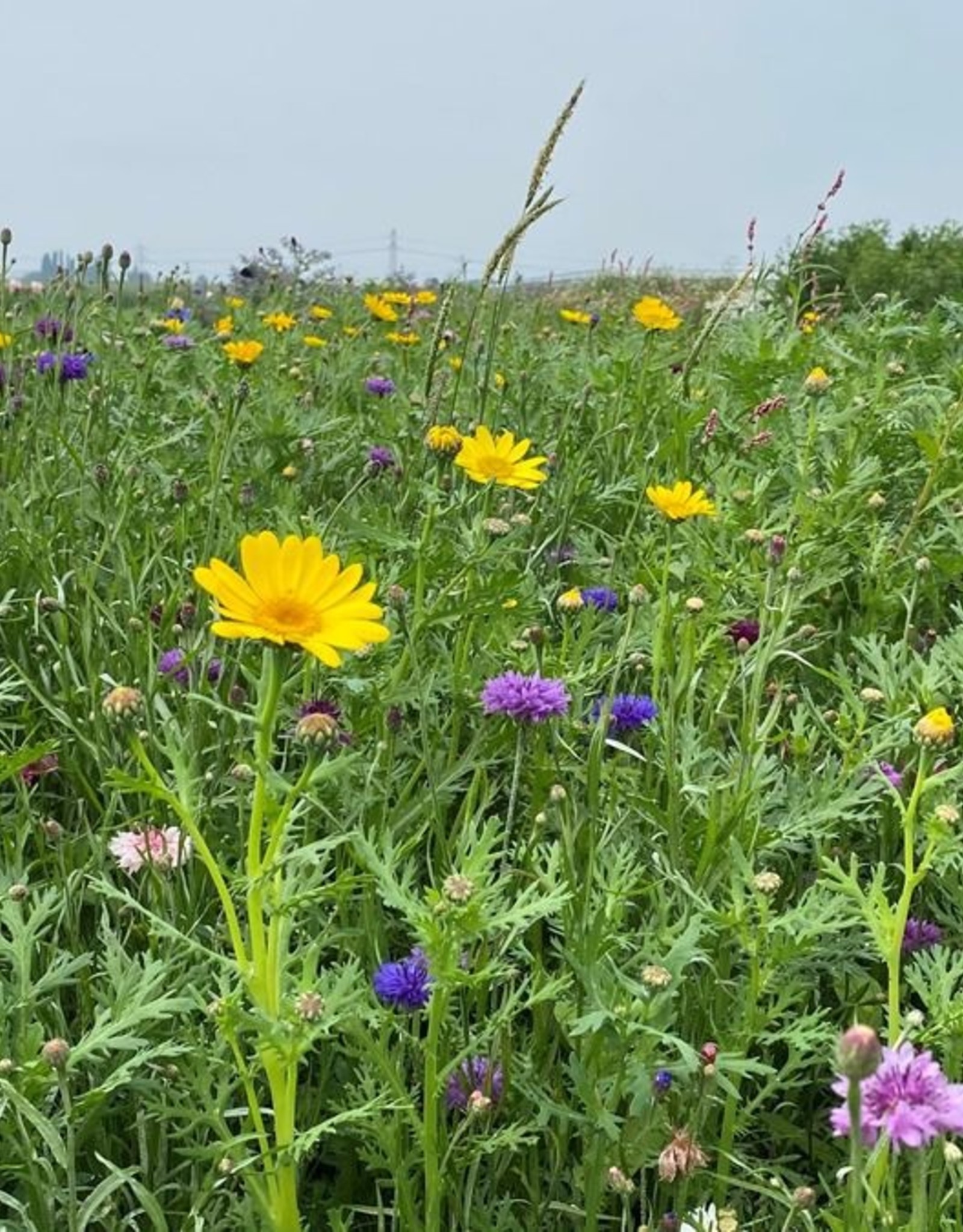 Advanta Advanta Butterfly meerjarig 3 jaar >100 Cm Kleurrijk, bijen en vlinders